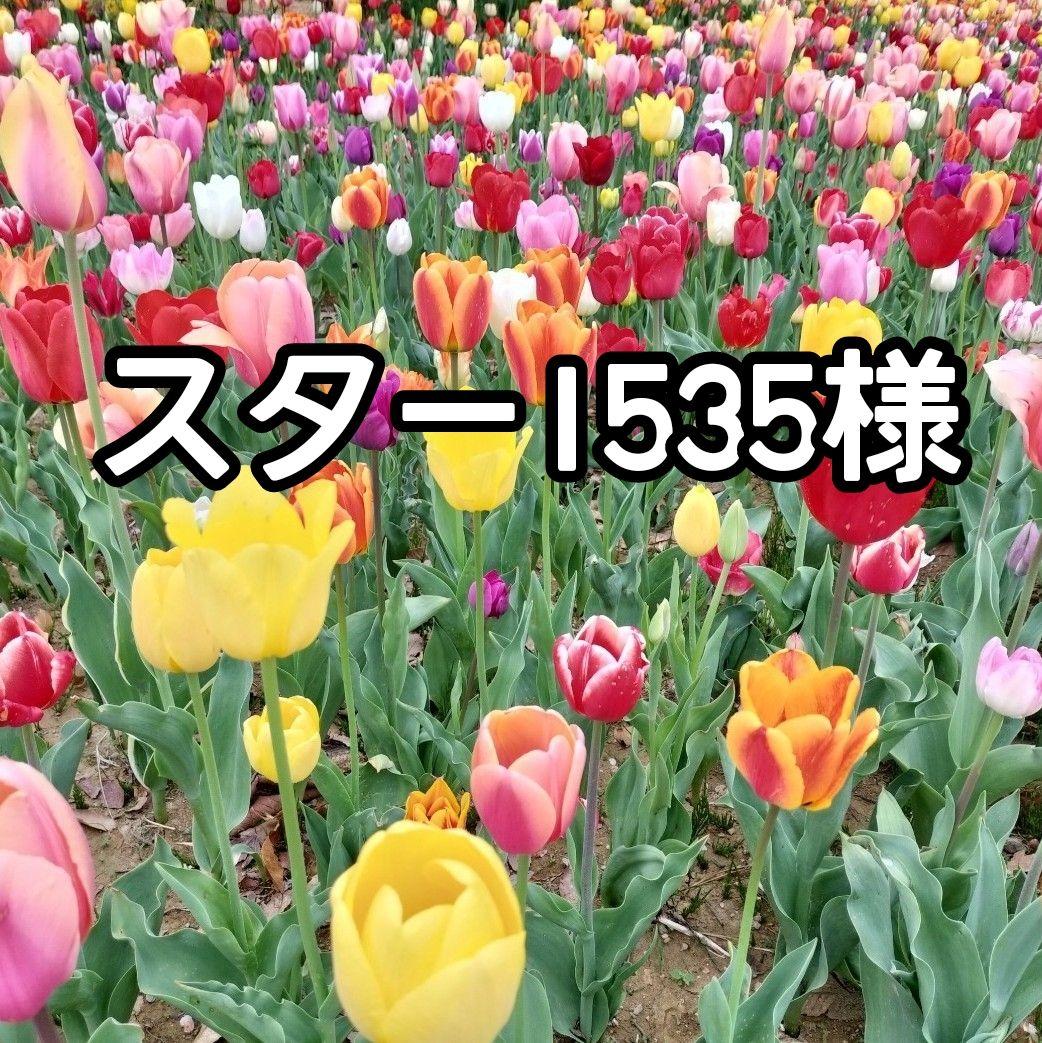 ★スター1535様専用★