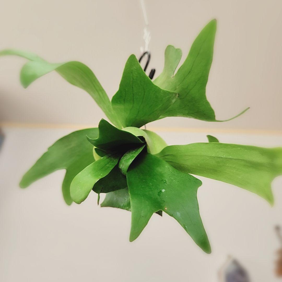 ビカクシダ ネザーランド 吊り下げ 苔玉 画像5