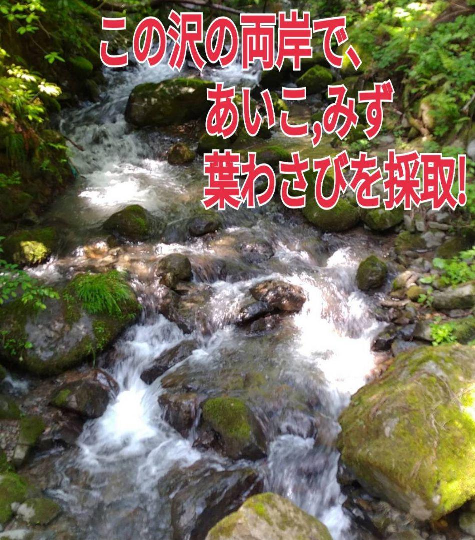 山菜みず 天然(0500)850g+a ネコポス発送 福井県産 - メルカリ 山菜みず 天然(0500)850g+a ネコポス発送 福井県産 - メルカリ