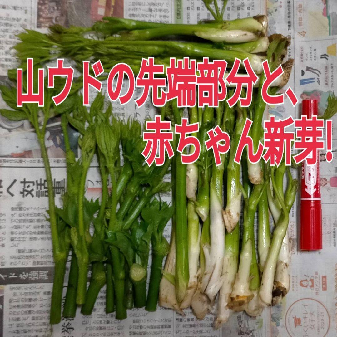 山菜みず 天然(0500)850g+a ネコポス発送 福井県産 - メルカリ 山菜みず 天然(0500)850g+a ネコポス発送 福井県産 - メルカリ