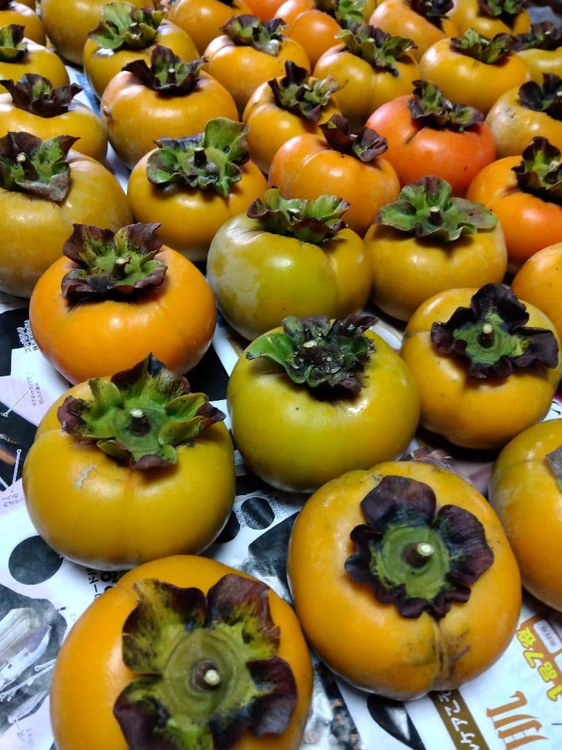 新鮮な柿 次郎柿 約30個以上 5キロ以上 ゆうパック発送 家庭用 治郎柿 新鮮な柿 次郎柿 約30個以上 5キロ以上 ゆうパック発送 家庭用 治郎柿