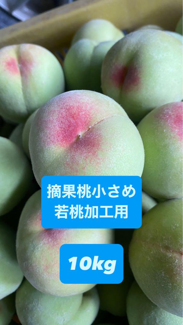 摘果桃10kg 加工用　日川白鳳