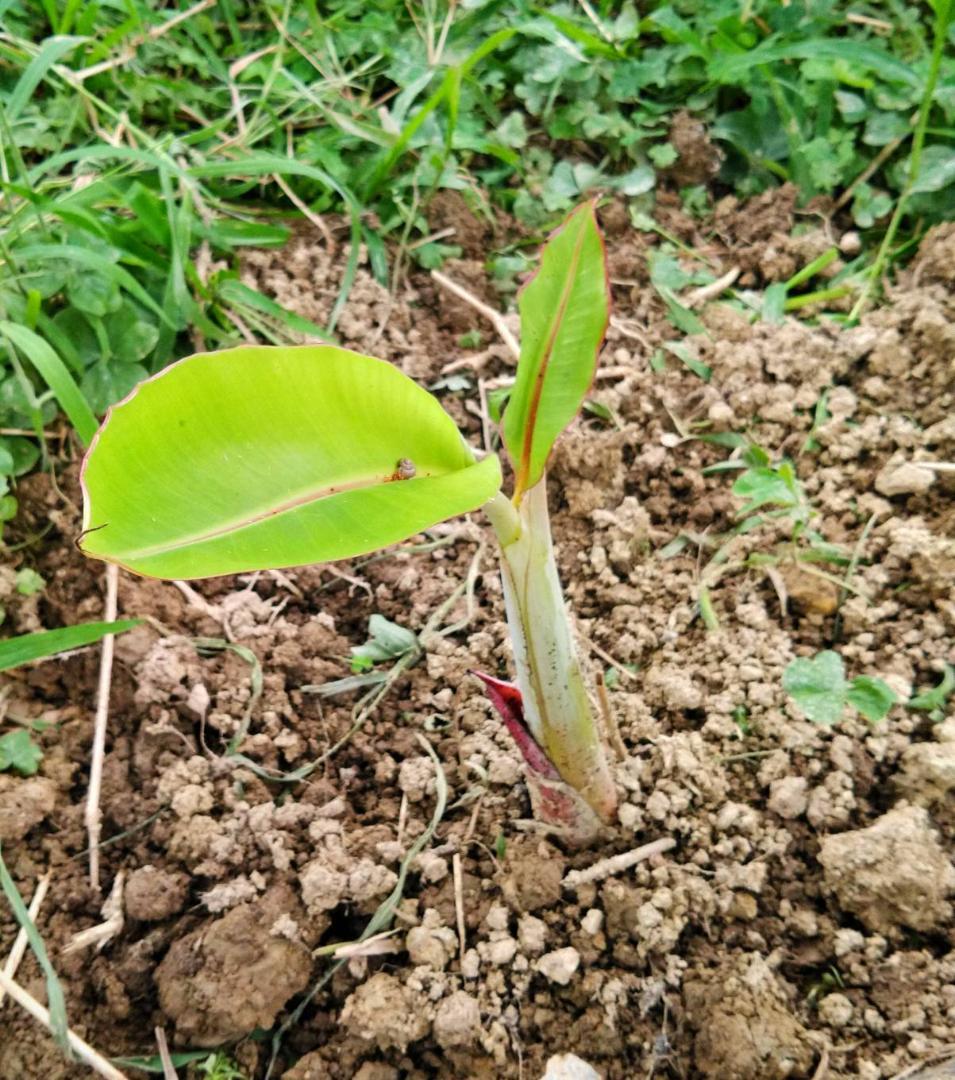 植え付け最適期です！沖縄本島産　アップルバナナ、アイスクリームバナナの苗セット！