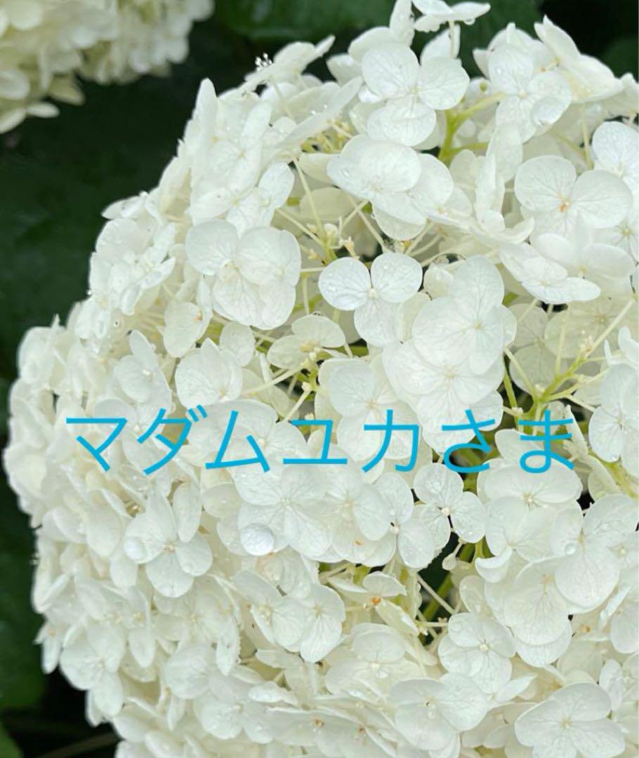 マダムユカさま