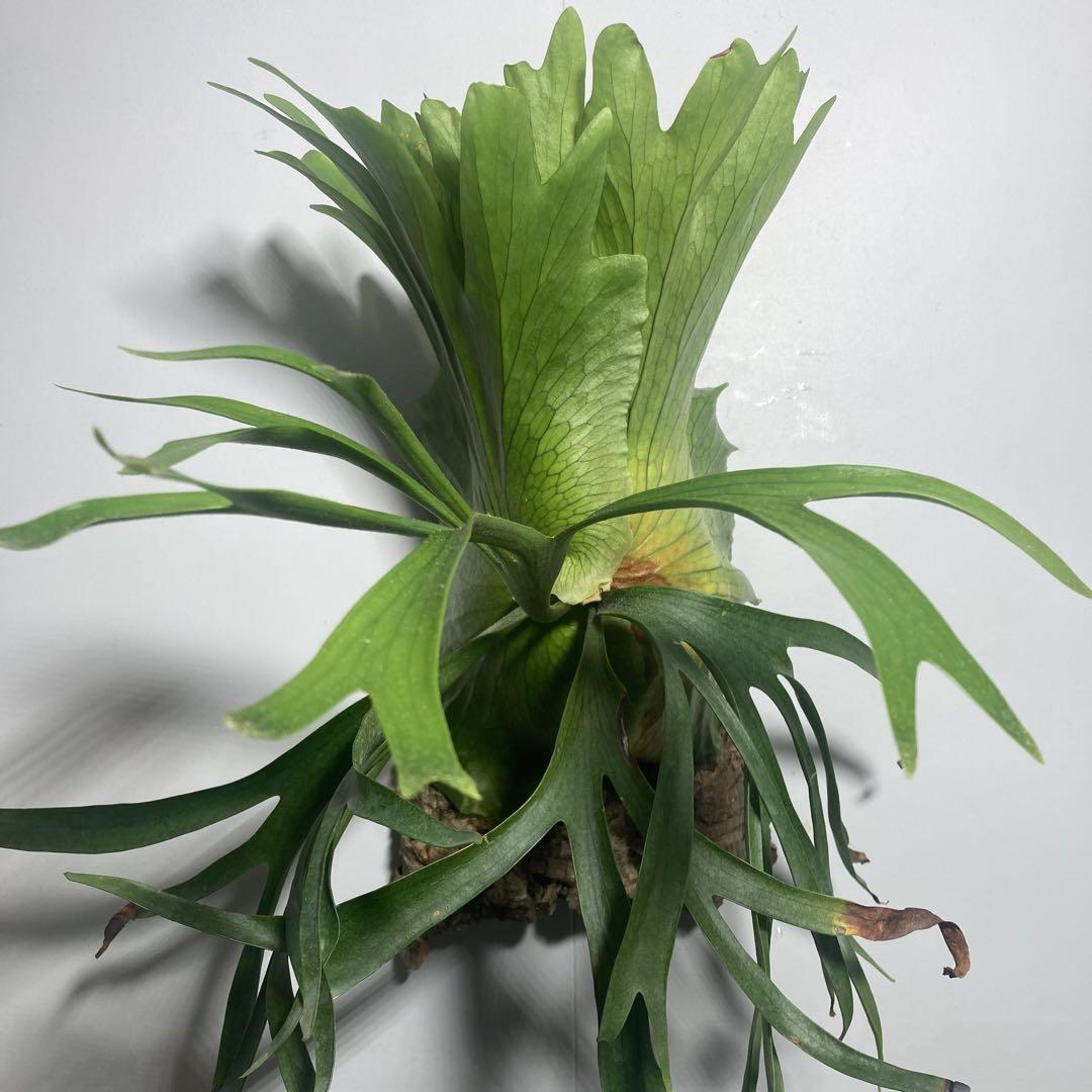 P. coronarium 'Lulu' コロナリウム　ルル　ビカクシダ