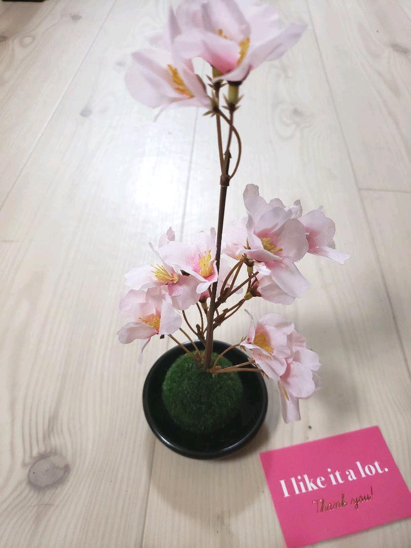 メルカリ 凛として桜苔玉 フラワー ガーデン 2 080 中古や未使用のフリマ メルカリ 凛として桜苔玉 フラワー ガーデン 2 080 中古や未使用のフリマ