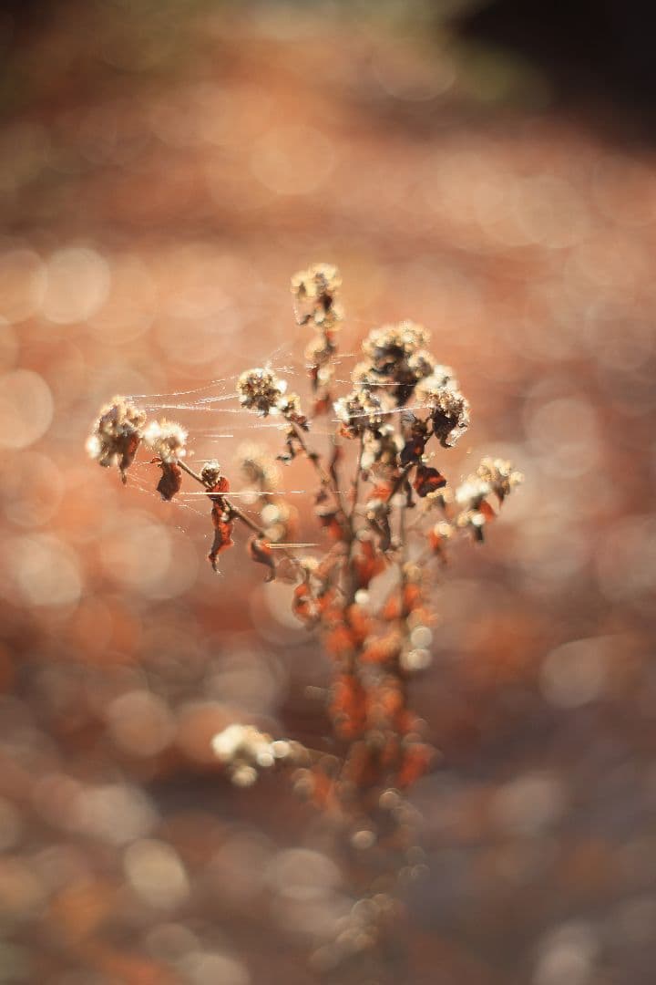 Super-Takumar 55mm F1.8 前期型 S/N:1235298 Super-Takumar 55mm F1.8 前期型 S/N:1235298