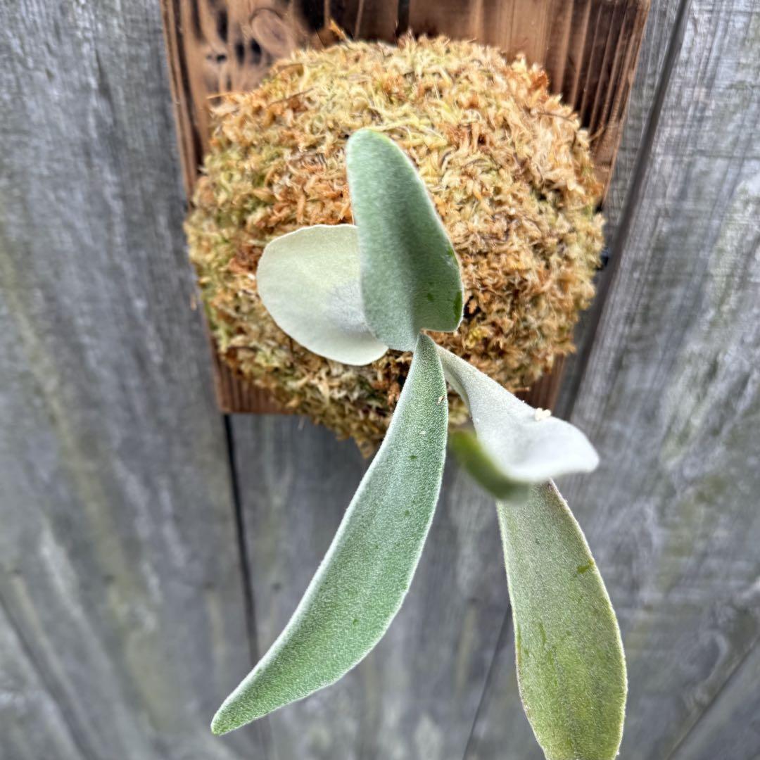 ビカクシダ P.veitchii Auburnriver,Snowmoon mix