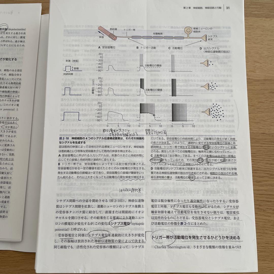 SALE‼️裁断済　カンデル神経科学　5th Edition