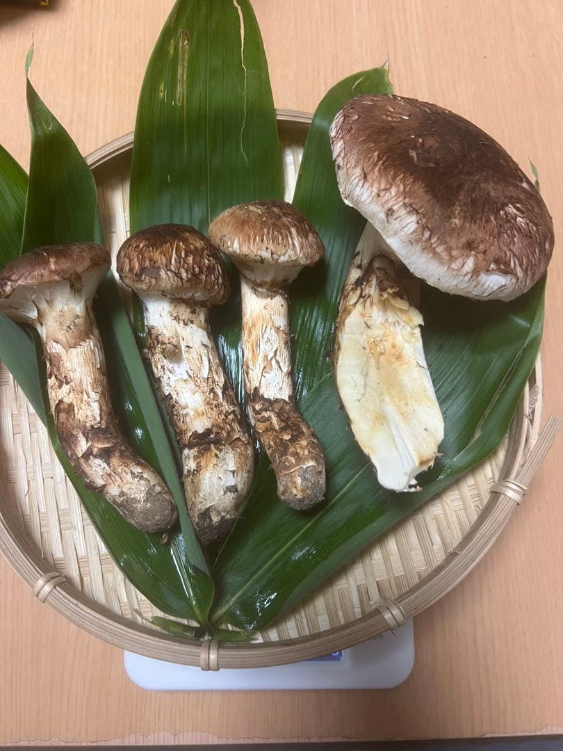 国産松茸234グラム 傷や汚れあり