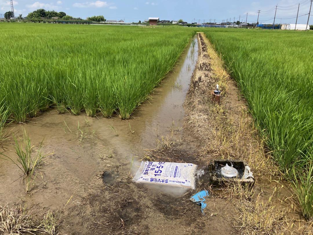 特別栽培 新潟の高級米 新之助 30㌔玄米 田植え後農薬は除草剤のみ