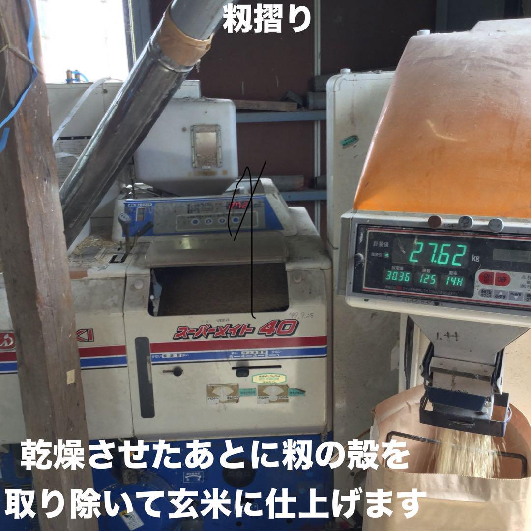 特別栽培 新潟の高級米 新之助 30㌔玄米 田植え後農薬は除草剤のみ