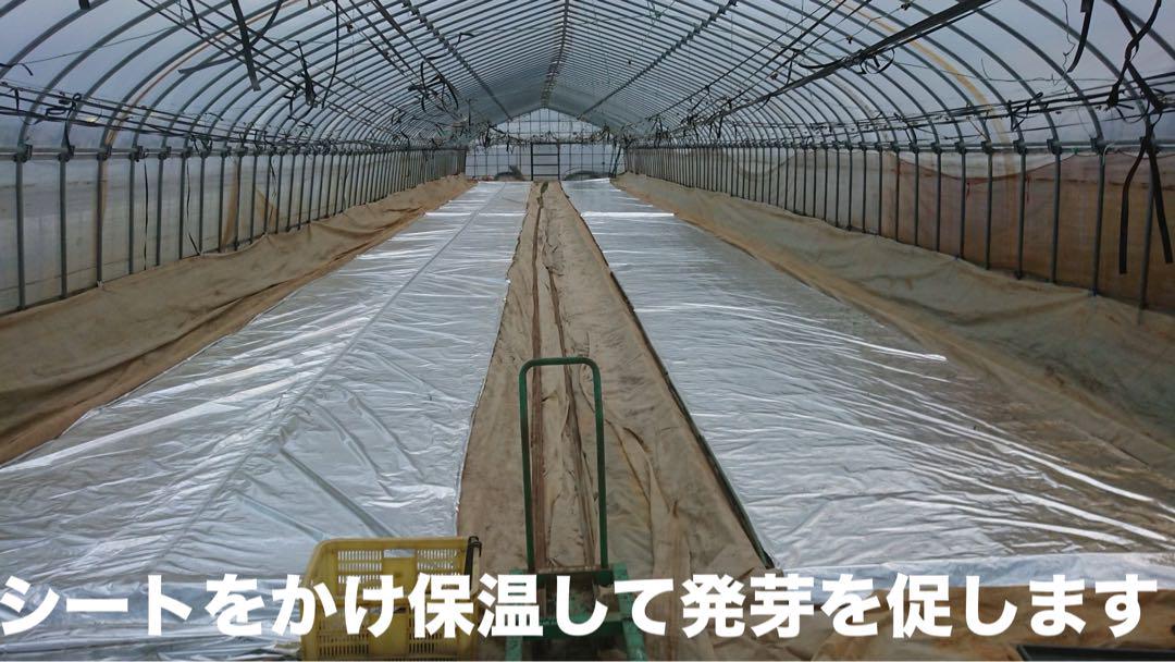 特別栽培 新潟の高級米 新之助 30㌔玄米 田植え後農薬は除草剤のみ