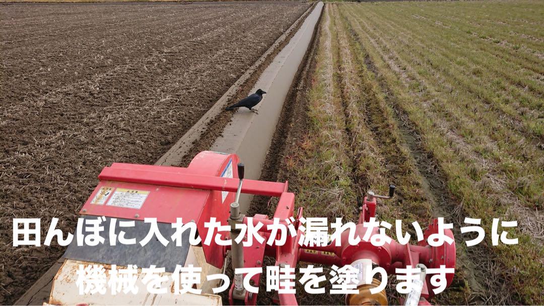 特別栽培 新潟の高級米 新之助 30㌔玄米 田植え後農薬は除草剤のみ