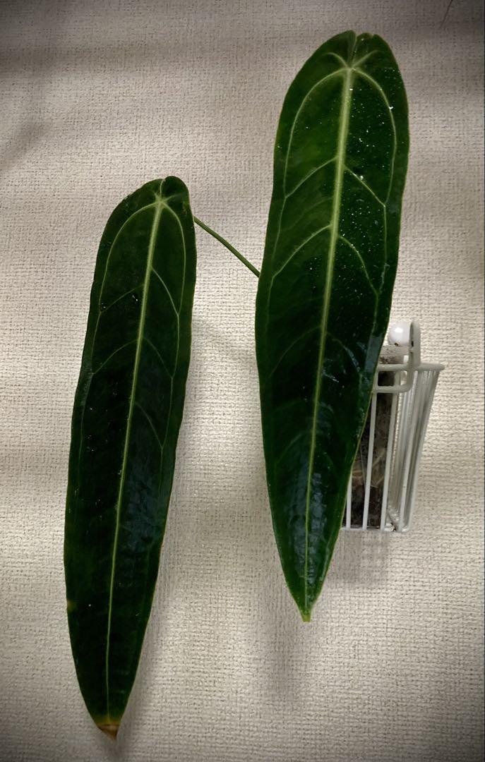 高級素材使用ブランド 美しく育つエクアドル産】 アンスリウム Anthurium その他観葉植物