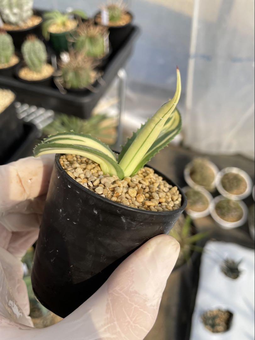 セルシーノバ　縞斑　セルシー　斑入り　アガベ