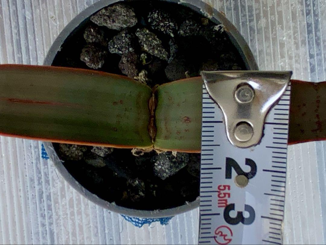 ウェルウィッチア・ミラビリス 2 (多肉植物・サボテン・塊根