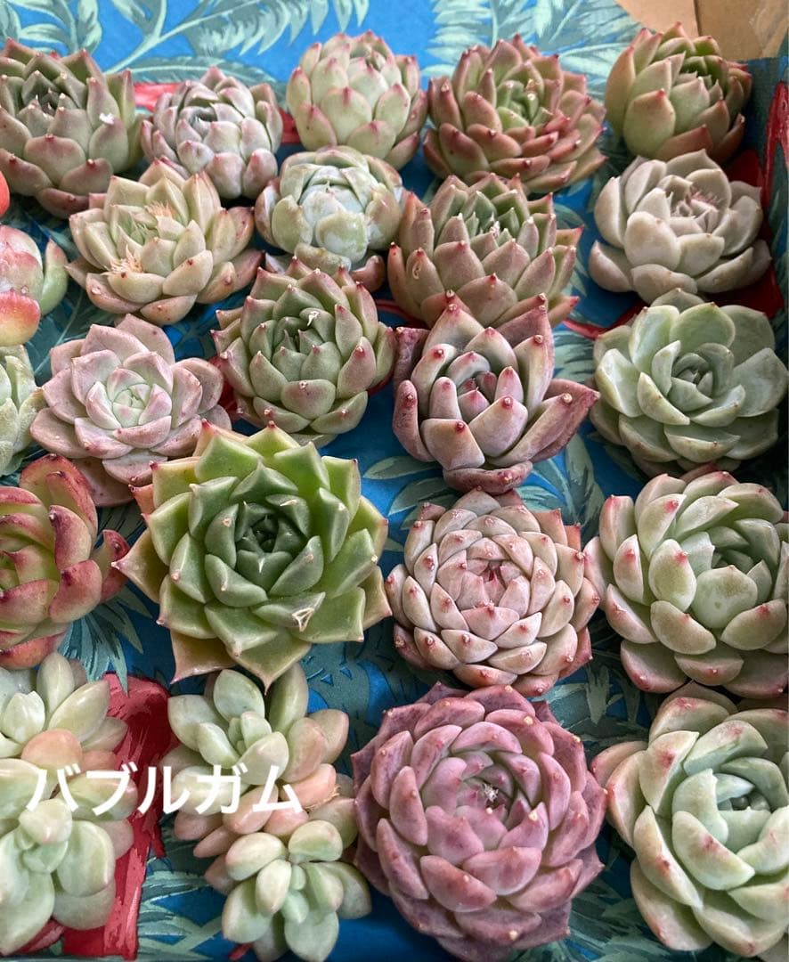 おしゃれ 多肉植物セット エケベリア 韓国苗