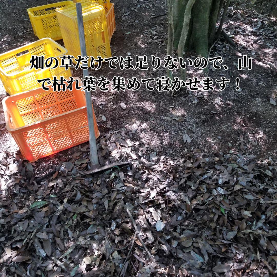 さやだんご 囲い生姜 5kg 農薬肥料栽培期間中不使用 熊本県産