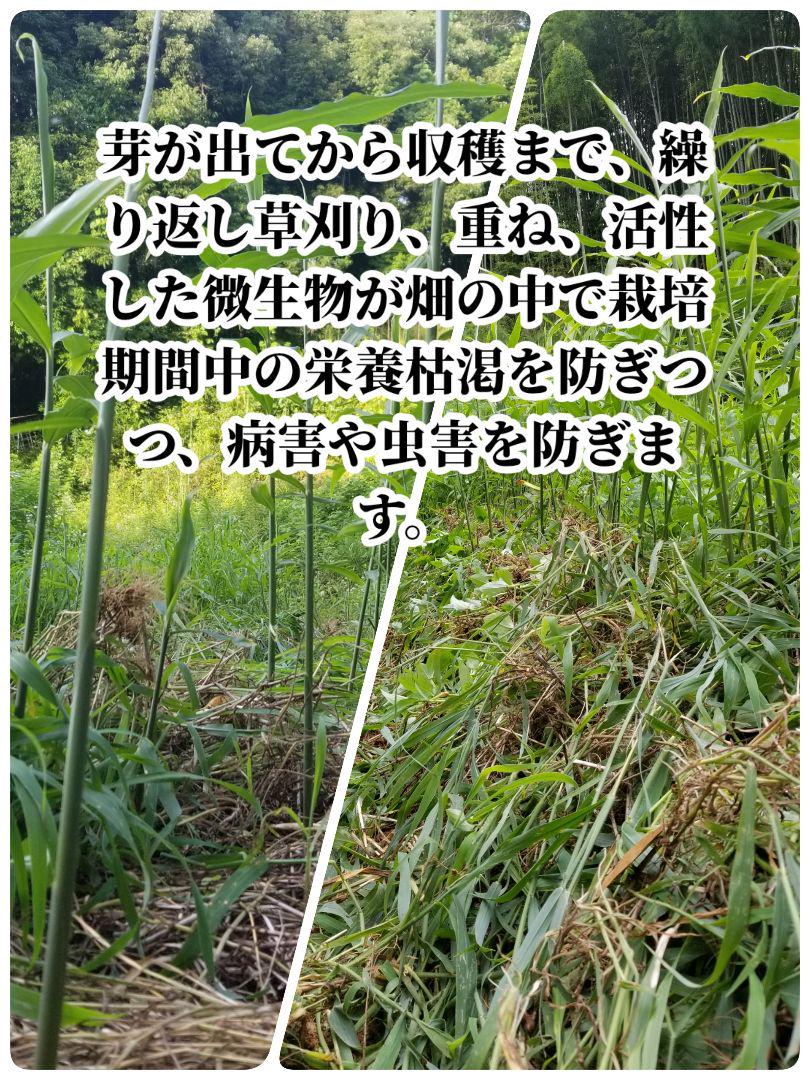 さやだんご 囲い生姜 5kg 農薬肥料栽培期間中不使用 熊本県産