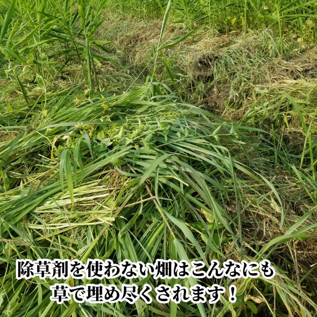 さやだんご 囲い生姜 5kg 農薬肥料栽培期間中不使用 熊本県産