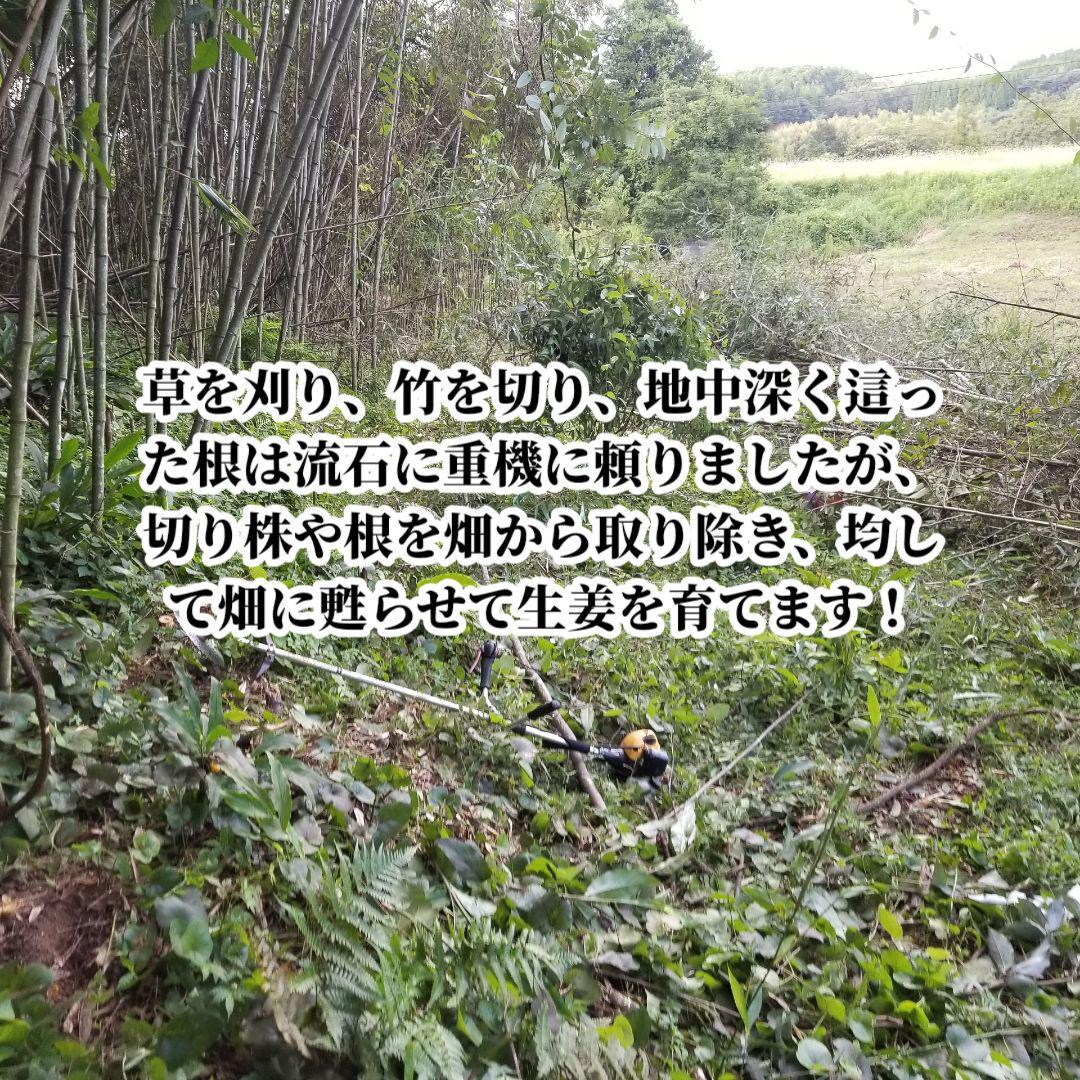さやだんご 囲い生姜 5kg 農薬肥料栽培期間中不使用 熊本県産