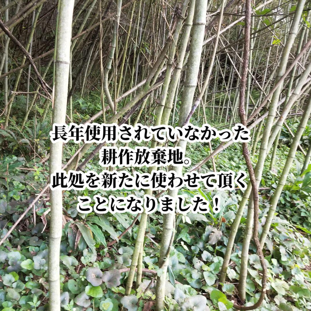さやだんご 囲い生姜 5kg 農薬肥料栽培期間中不使用 熊本県産