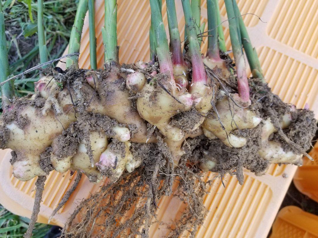 さやだんご 囲い生姜 5kg 農薬肥料栽培期間中不使用 熊本県産