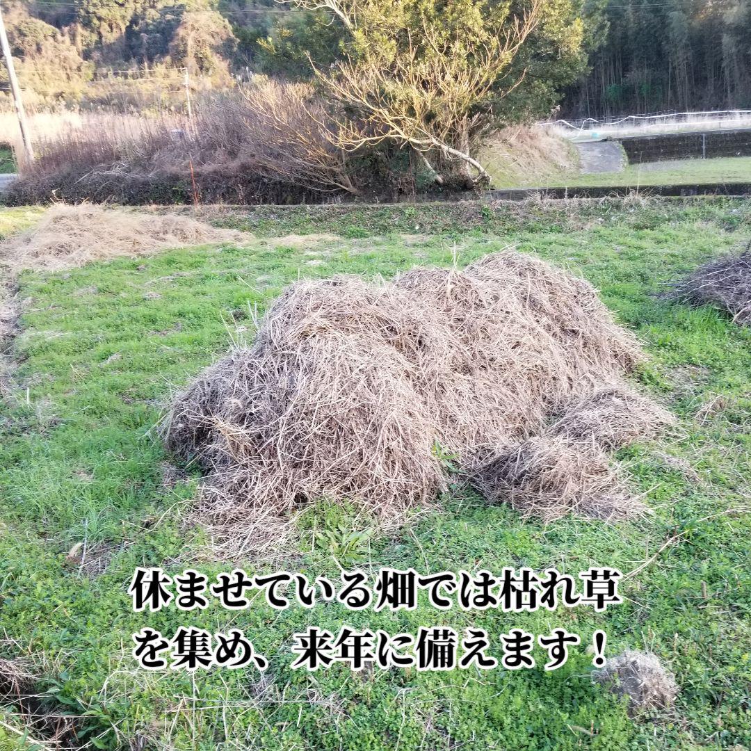 さやだんご 囲い生姜 5kg 農薬肥料栽培期間中不使用 熊本県産