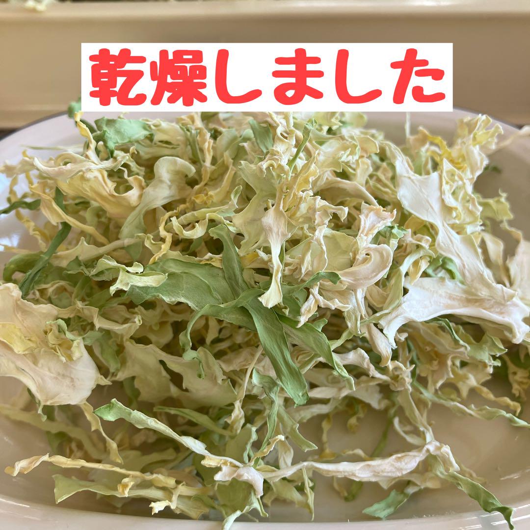 乾燥キャベツ　15袋セット