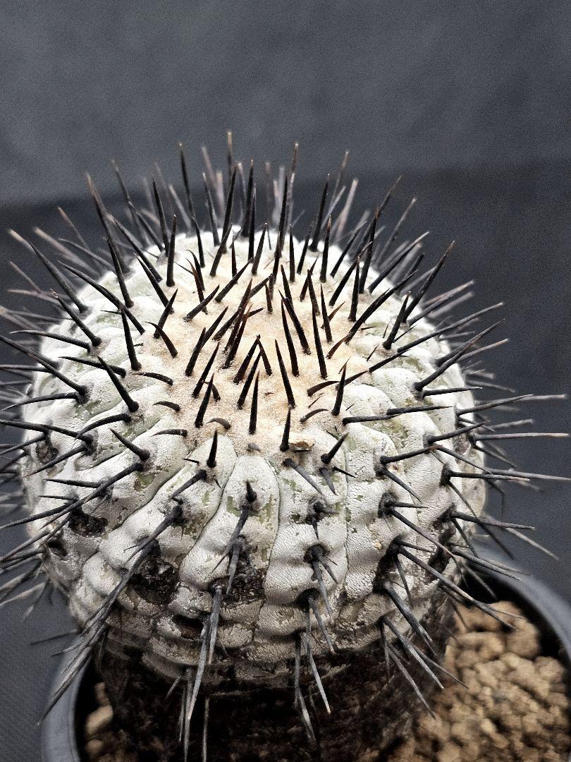 MIRAIコピアポア コルムナアルバ 　Copiapoa 　弧竜丸　現地
