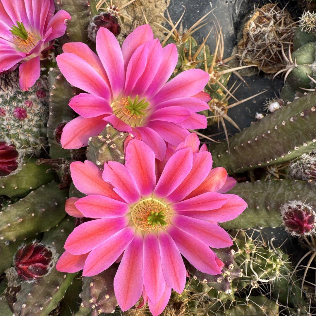 花サボテン 柱サボテン販売、サボテン・多肉植物専門店Wild Cacti（ワイルド
