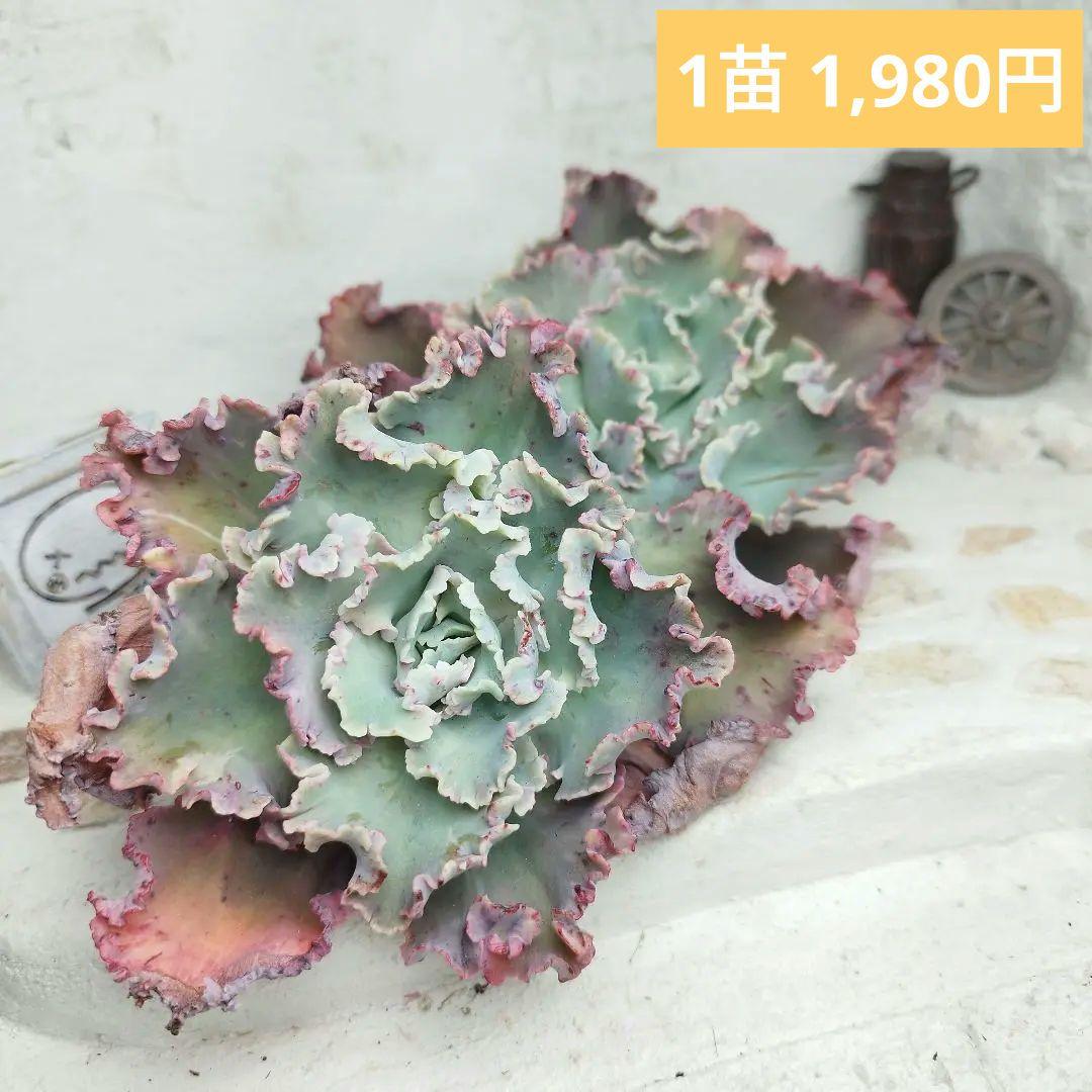 クレオパトラ (大苗)◎多肉植物 カット苗 韓国苗 エケベリア