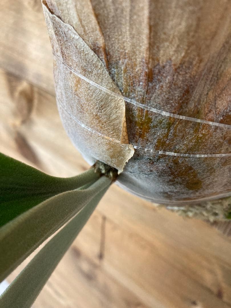 Ru27 oc目立った傷や汚れなし