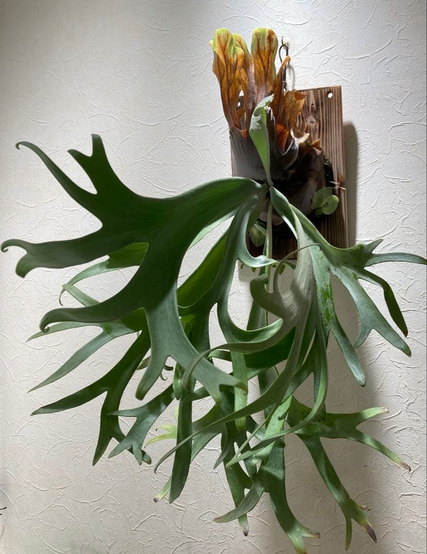 ウィリンキー Ru27