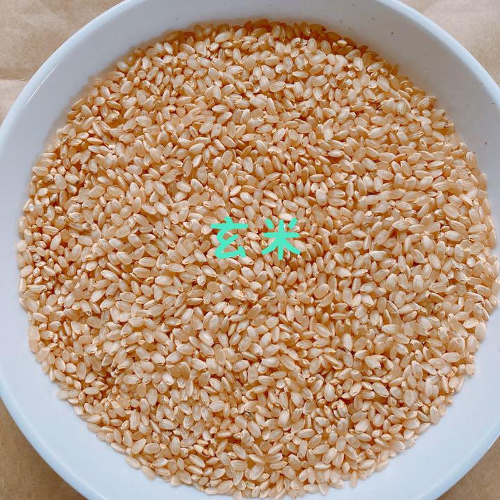 自然栽培米 玄米20kg 無農薬・無肥料 令和2年 コシヒカリ あぐり佐野
