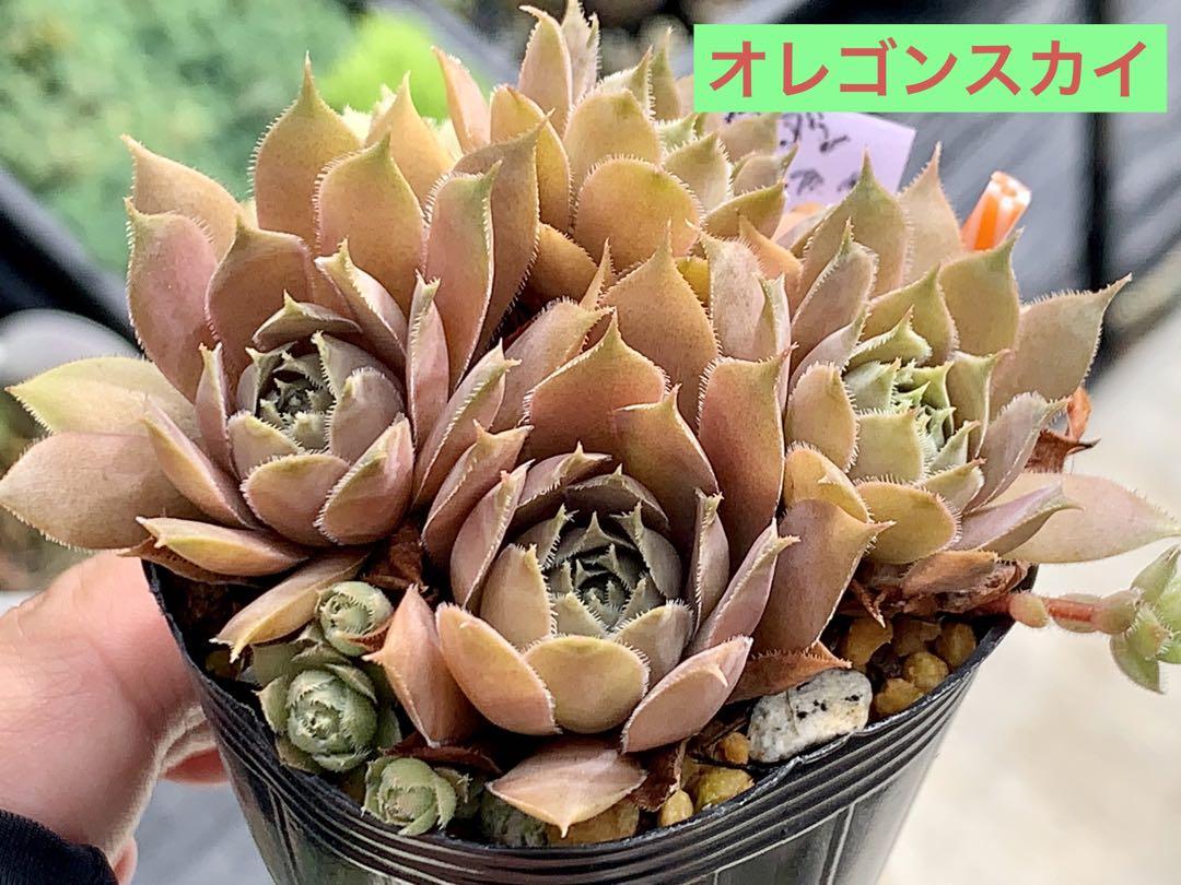 オレゴンスカイ　センペルビウム　6cmポット 抜き苗