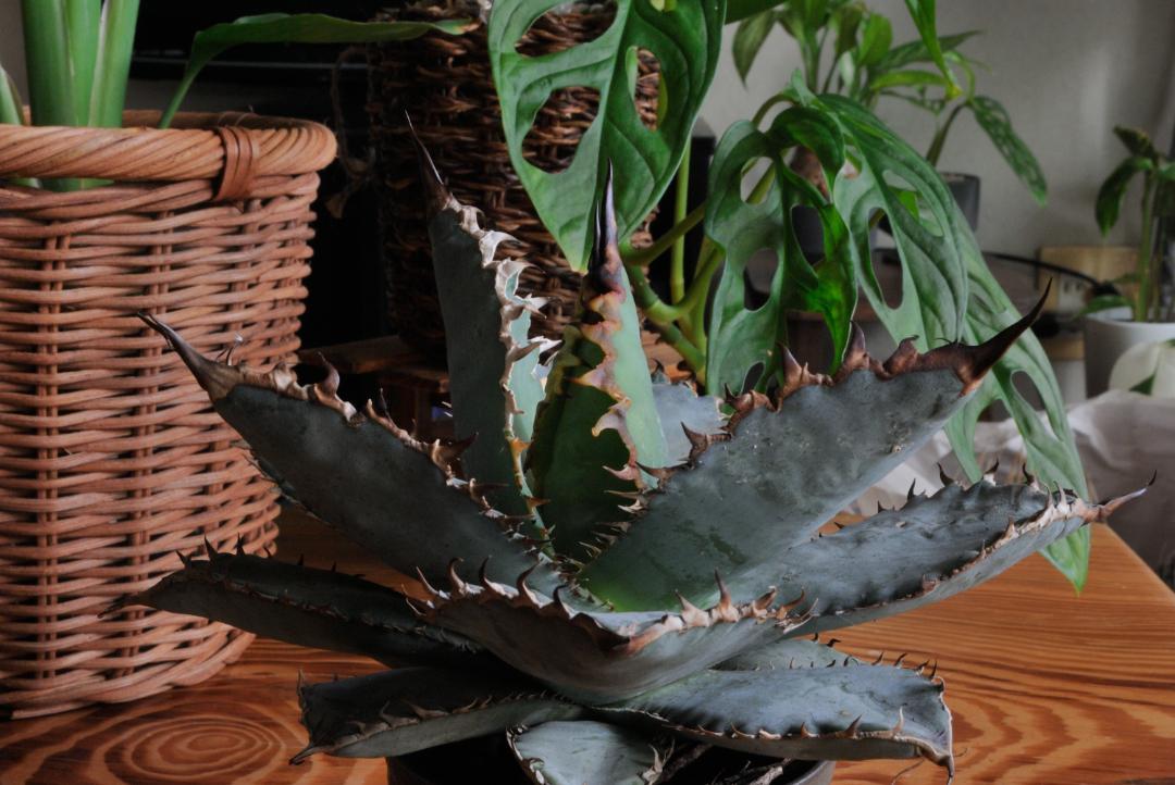 ブラック系【使い勝手の良い】 アガベ チタノタ ライオンズメーン 植物/観葉植物 インテリア・住まい・小物ブラック 系¥14,276-foodiefeest.nl ブラック系【使い勝手の良い】 アガベ チタノタ ライオンズメーン 植物/観葉植物 インテリア・住まい・小物ブラック 系¥14,276-foodiefeest.nl