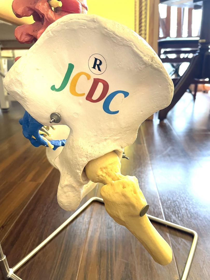 ☆値下げ中‼️JCDC人体模型 背骨脊髄骨盤 整体整骨院医療医学