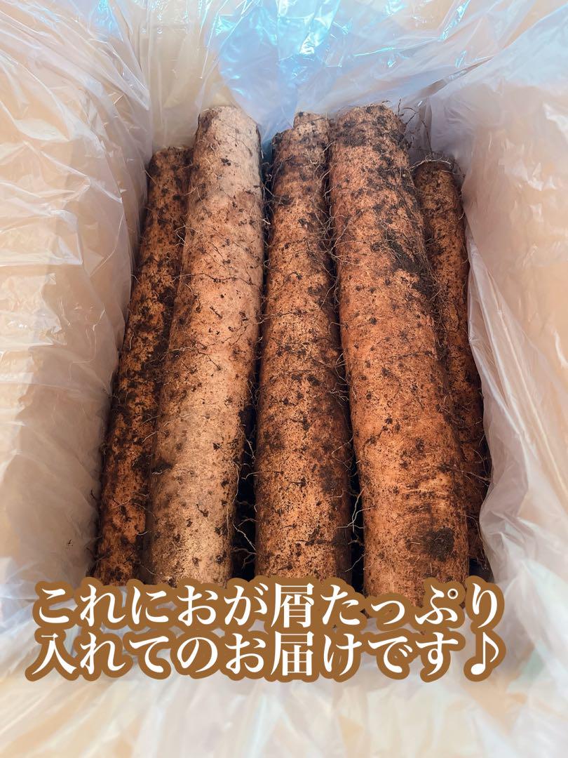 ひろぴ 青森県産　土付き長芋14キロ　泥付き　ながいも　山芋 banana様専用 青森県産 掘りたて春堀り土付き長芋14キロ 泥付き