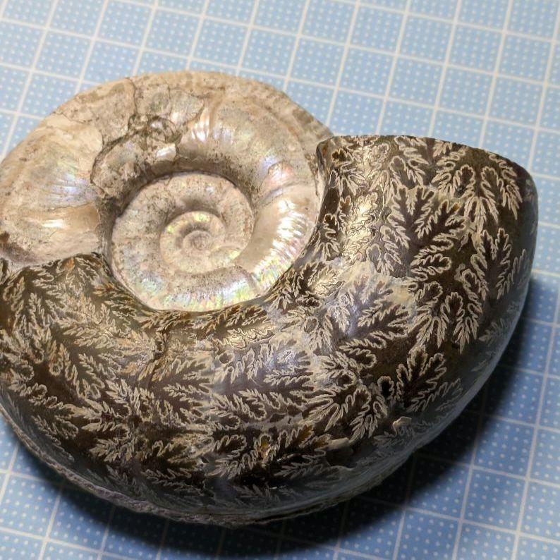 直径10ｃｍ!マダガスカル産アンモナイト化石