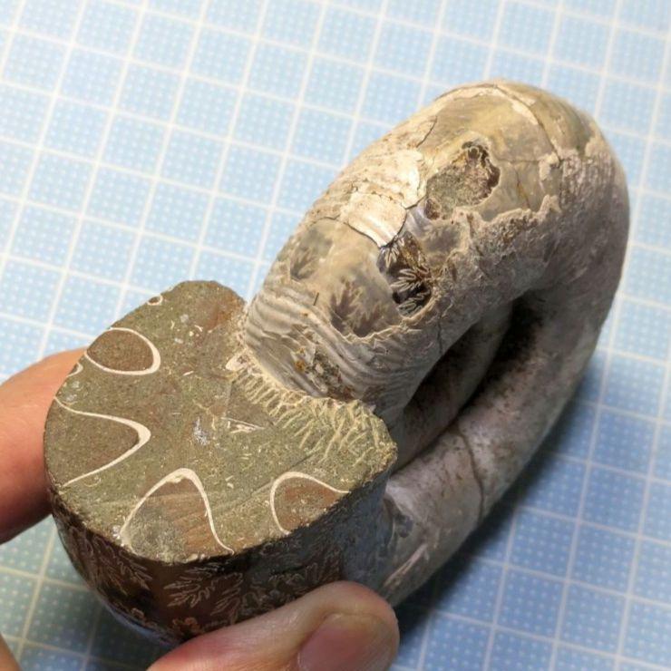 直径10ｃｍ!マダガスカル産アンモナイト化石