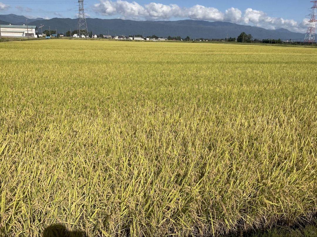令和６年度産　山形県産はえぬき新米　10キロ　　（玄米）