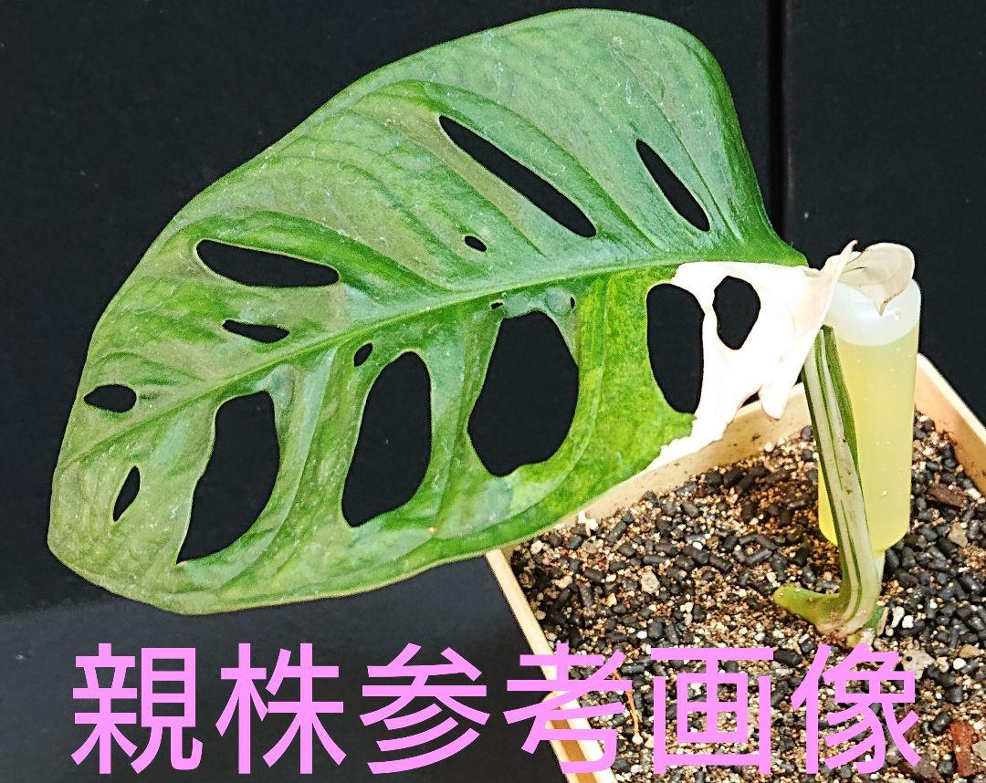 お買い得 白斑 ミント Nh1kg-m63083033225 マドカズラ 斑入り 日本製即納