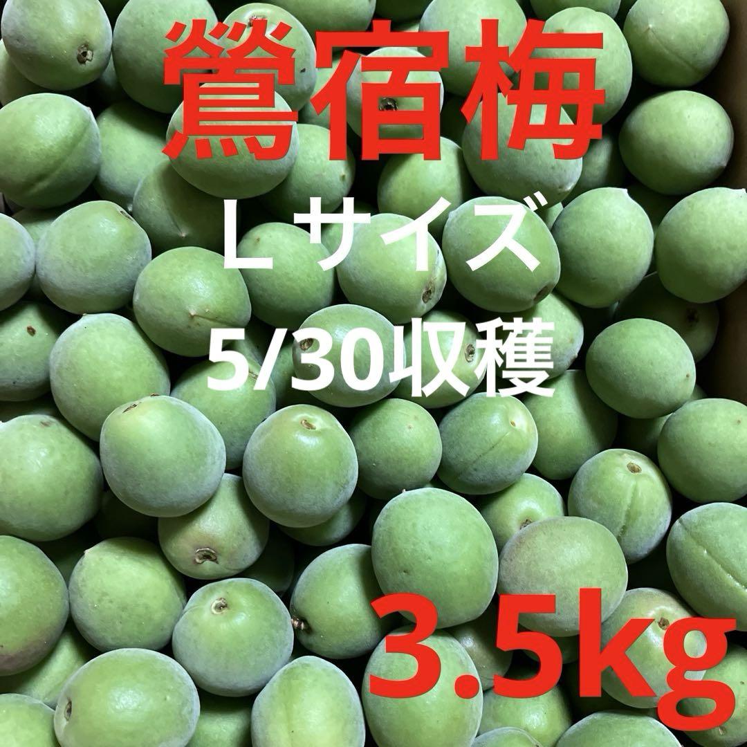 鶯宿梅　確認　青梅 青梅 鶯宿梅 L 3.5kg - メルカリ