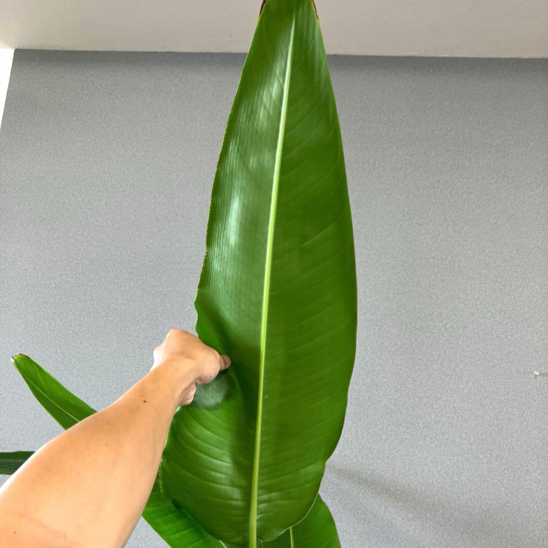 サイズ大 オウギバショウ タビビトノキ 旅人の木目立った傷や汚れなし YUZUMIYA_COM