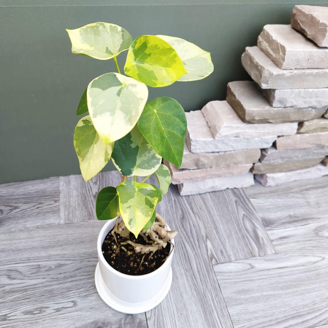 希少❗レア珍 ラブリーハート ハスノハギリ 斑入 おしゃれ観葉植物