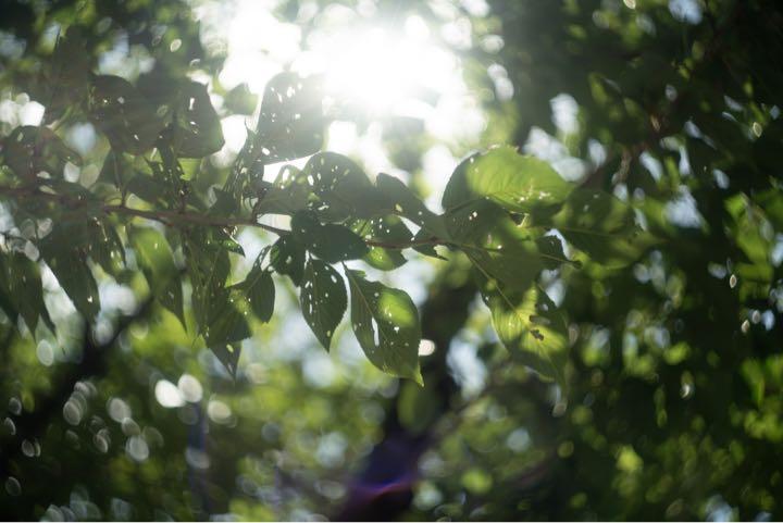 分解清掃済 Helios-44-2 58mm f2 ぐるぐるボケ ② - メルカリ 激安買い物サイト 分解清掃済 ② ぐるぐるボケ f2 58mm Helios-44-2 レンズ(単焦点)