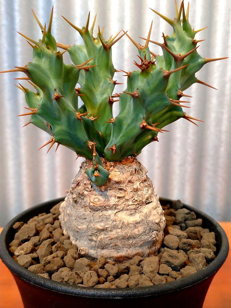 クラビゲラ 発根済 M22 ユーフォルビア 塊根植物 多肉植物 コーデックス クラビゲラ 発根済 M12 ユーフォルビア 塊根植物 多肉植物