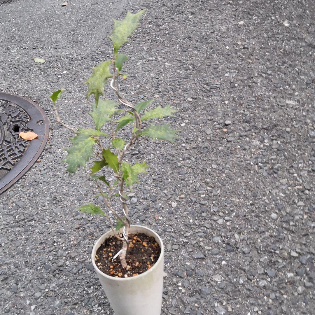 メルカリ ヒイラギ 柊 柊木 縁起木 厄除け 植物 観葉植物 1 260 中古や未使用のフリマ メルカリ ヒイラギ 柊 柊木 縁起木 厄除け 植物 観葉植物 1 260 中古や未使用のフリマ